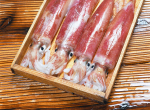 ヤリイカ